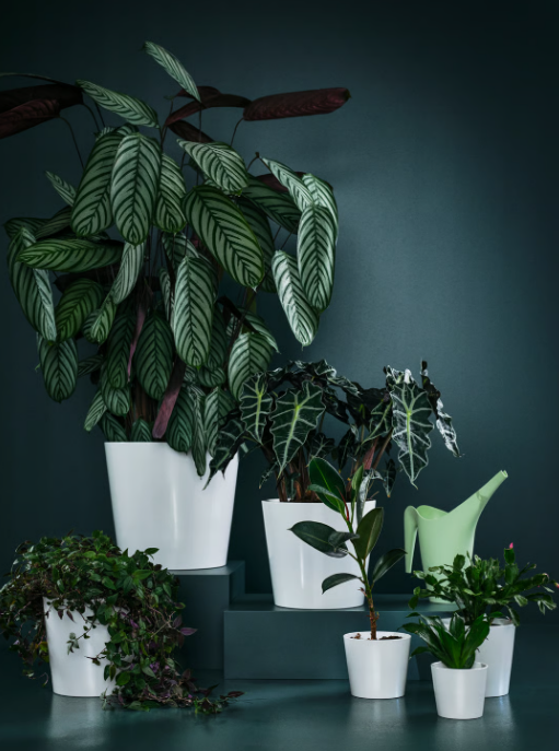 The Ultimate Guide to Choosing the Perfect Indoor Pots & Self-Watering Planters for Your Home