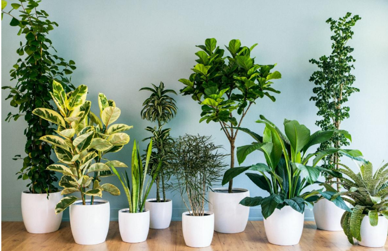 Breathe Easy: 10 Indoor Plants That Naturally Purify Your Home’s Air
