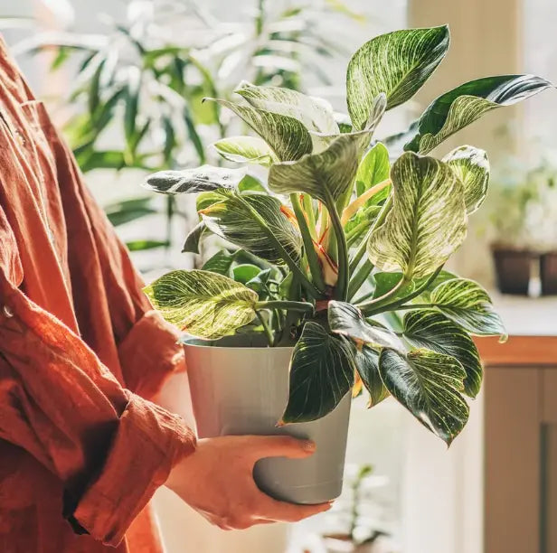 Discover Your Plant Personality with Styra
